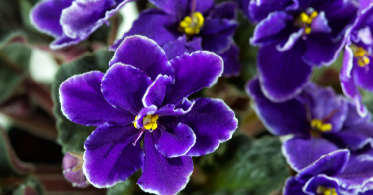 african violet plant reference image