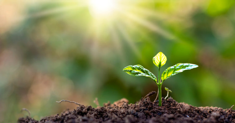 plant light