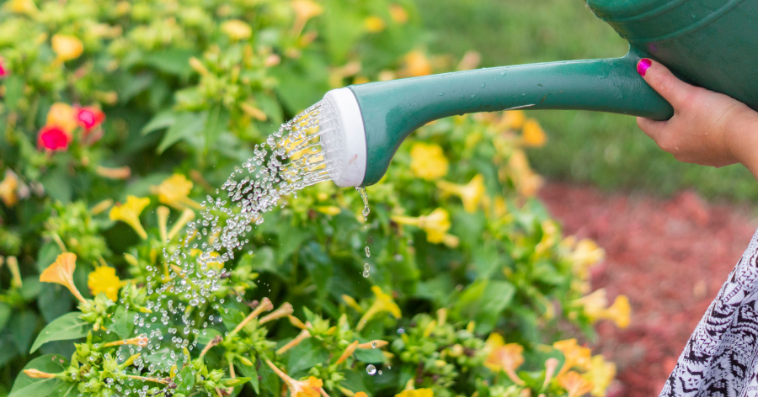 water plants 