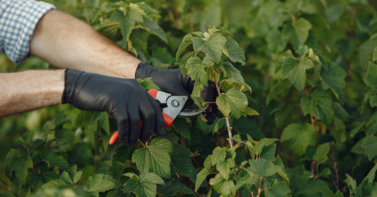 pruning and heading