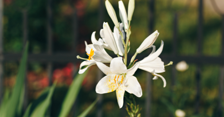 lily plant reference image