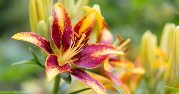 asiatic lily plant reference image