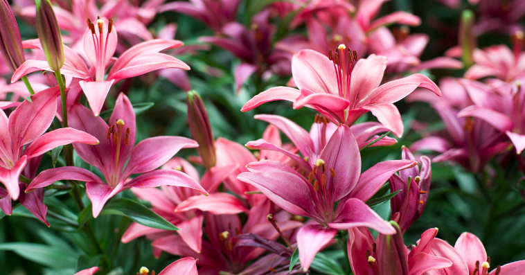oriental lily reference image