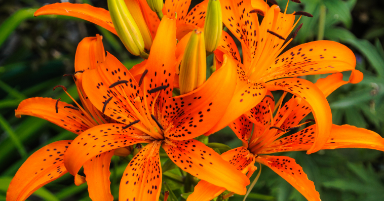 tiger lily reference image