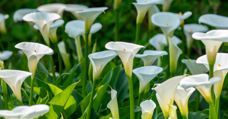 calla lily plant reference image