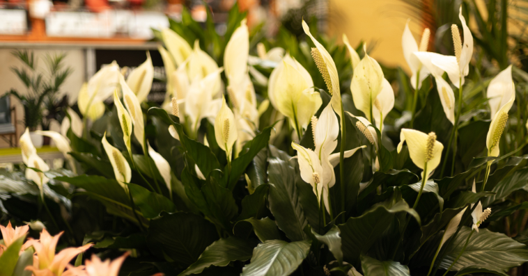 peace lily plant reference image