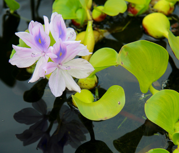 water hyacinth reference image