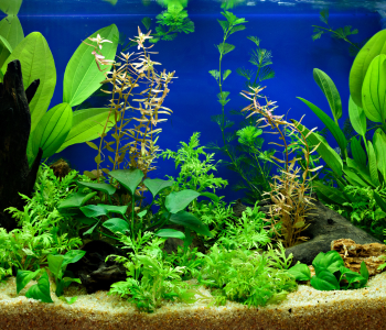 aquarium rooted plants reference image