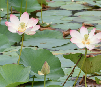 Rooted (Submerged) Water Plants reference image