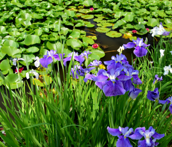 water iris plant reference image