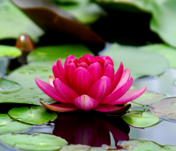 lotus flower plant reference image