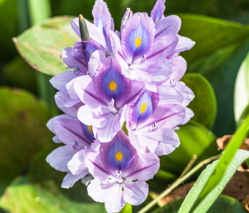 common water hyacinth reference image