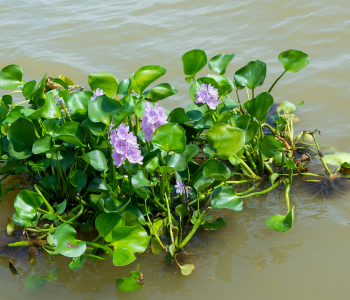 floating hyacinth reference image