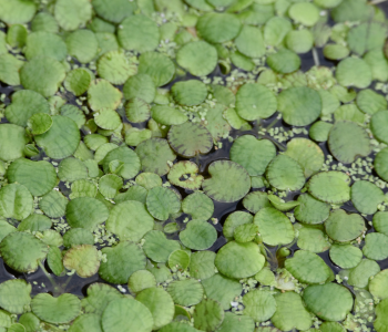 Amazon Frogbit reference image
