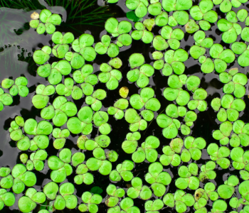 duckweed reference image
