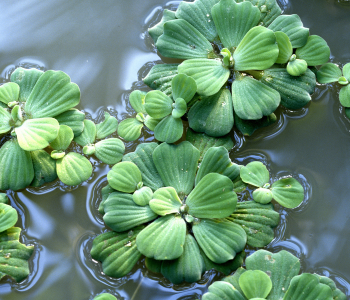 water lettuce reference image