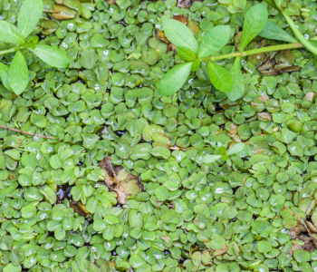 salvinia reference image