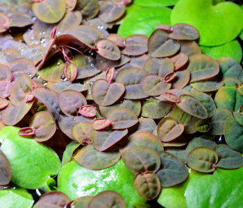 red root floater reference image