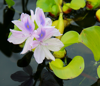 water hyacinth reference image