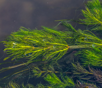 hornwort reference image