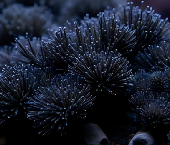 black brush algae reference image