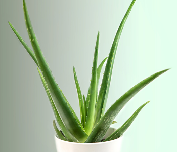 aloevera reference image