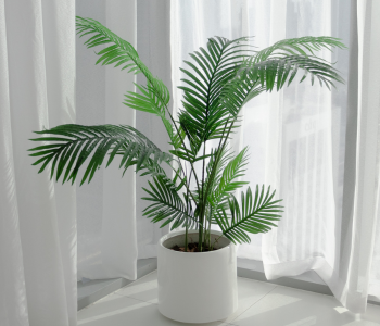 Areca Palm reference image