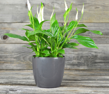 Peace Lily reference image