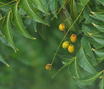 Neem Plant reference image