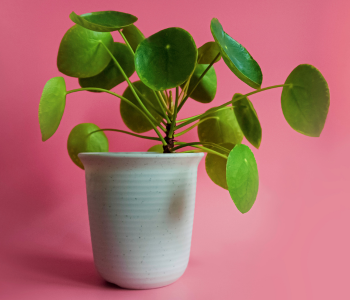 money Plant reference image