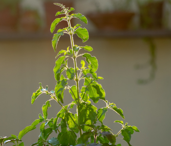 tulsi reference image