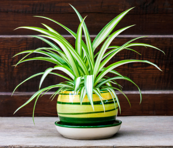 Spider Plant reference image