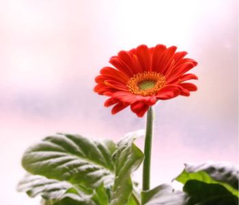 Gerbera Daisy