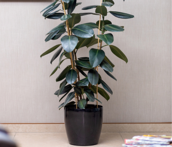 Rubber Plant