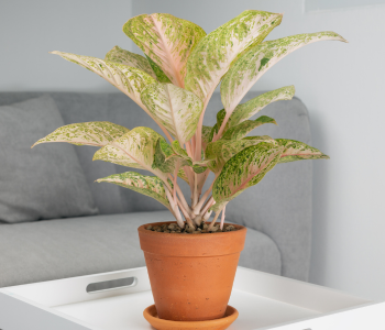 Chinese Evergreen reference image