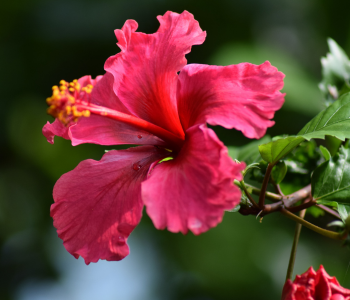 Hibiscus reference image