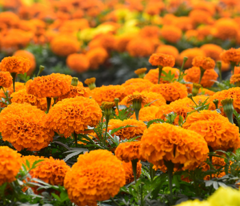 Marigold reference image