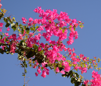 Bougainvillea reference image