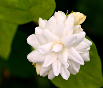 Jasmine reference image