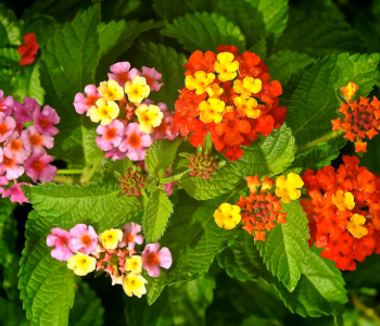 Lantana reference image