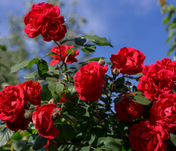 Rose reference image
