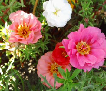 Portulaca reference image