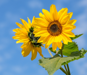 Sunflower reference image