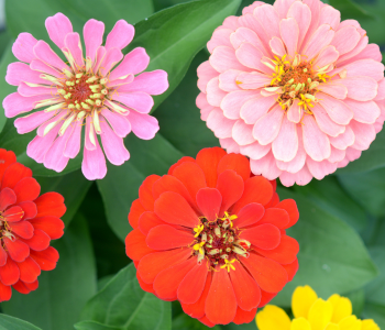 Zinnia reference image