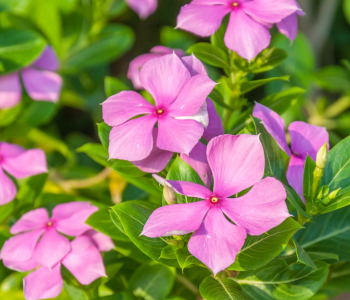 Periwinkle reference image