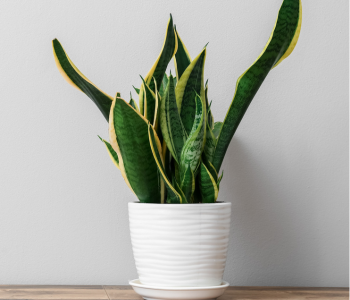 Snake Plant reference image