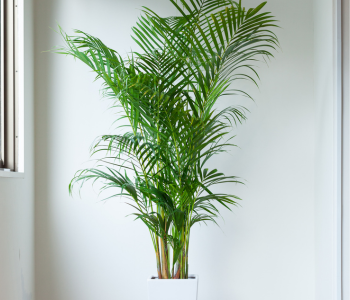 Areca Palm reference image