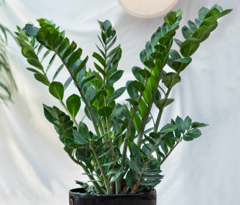 ZZ Plant reference image