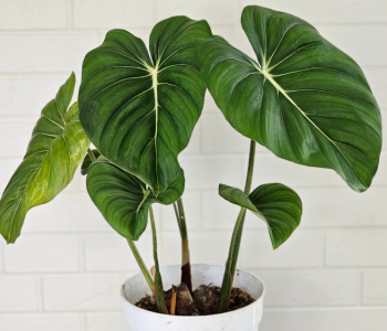 Philodendron reference image