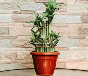 Lucky Bamboo reference image